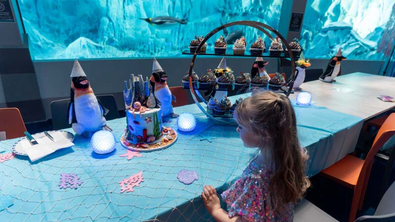 Little girl staring at her birthday cake at SeaWorld Abu Dhabi