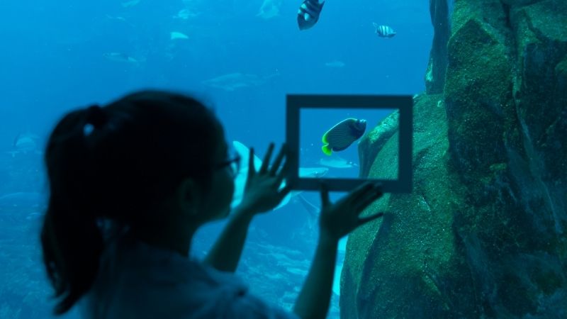 Blue Crew Ocean Explorer experience