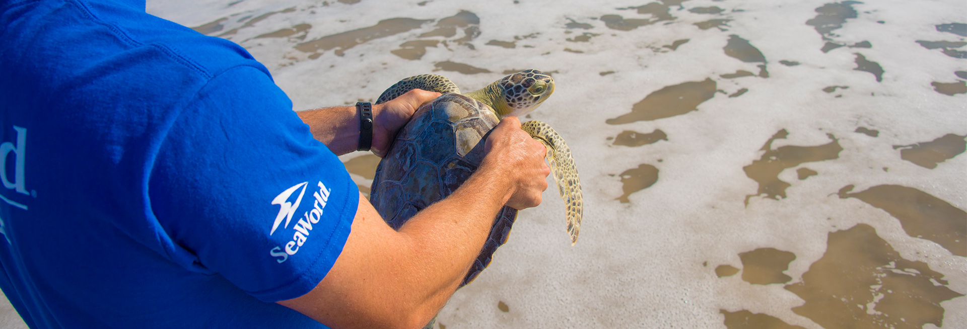 Yas Seaworld Research and Rescue Yas Island